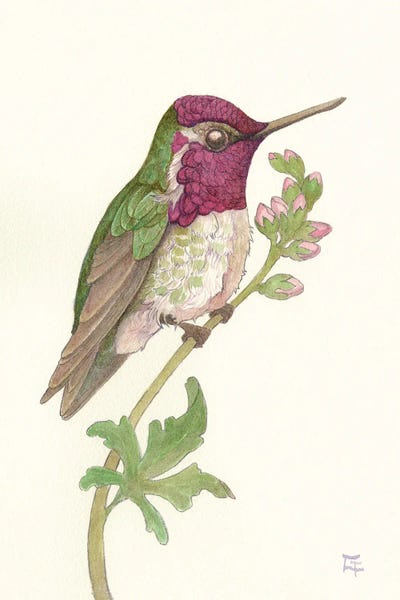 Hummingbirds: Anna's Hummingbird II by Might Fly Art & Illustration