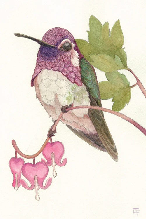 Costa's Hummingbird