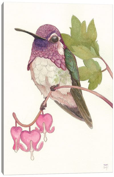 Costa's Hummingbird Canvas Art Print - Might Fly Art & Illustration