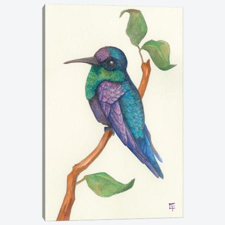 Crowned Woodnymph Hummingbird Canvas Print #FAI127} by Might Fly Art & Illustration Canvas Art