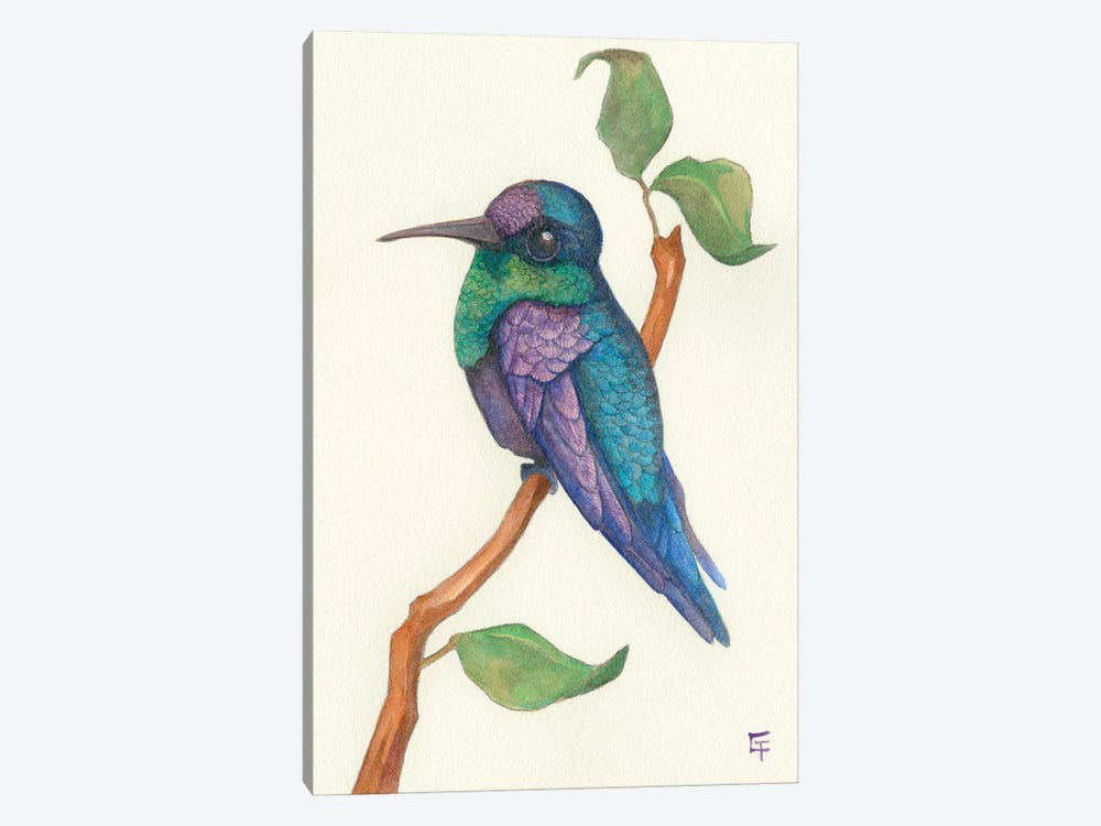 Crowned Woodnymph Hummingbird by Might Fly Art & Illustration 1-piece Art Print