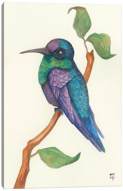 Crowned Woodnymph Hummingbird Canvas Art Print - Might Fly Art & Illustration