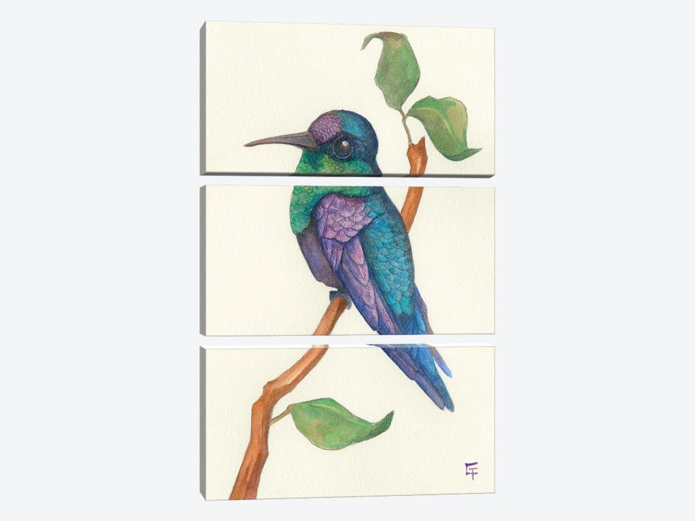 Crowned Woodnymph Hummingbird by Might Fly Art & Illustration 3-piece Canvas Art Print
