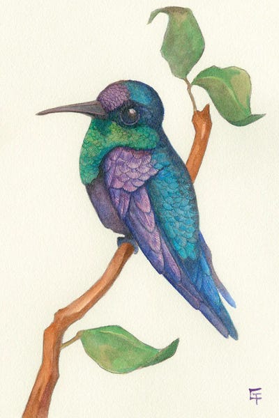 Hummingbirds: Crowned Woodnymph Hummingbird by Might Fly Art & Illustration