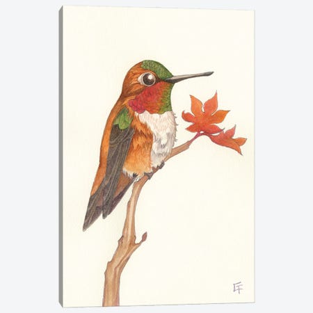 Rufous Hummingbird Canvas Print #FAI128} by Might Fly Art & Illustration Art Print