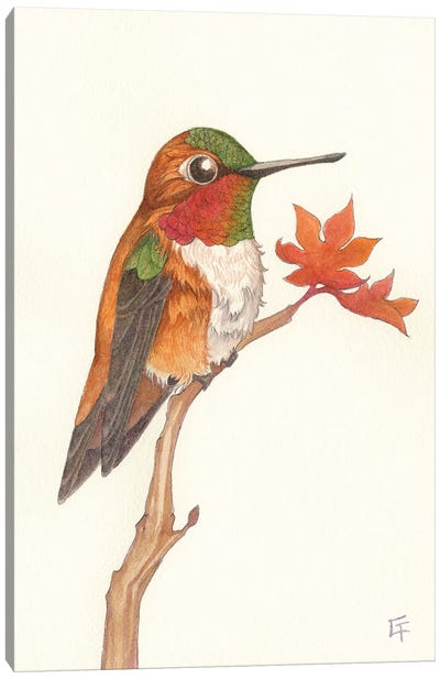 Rufous Hummingbird Canvas Art Print - Might Fly Art & Illustration
