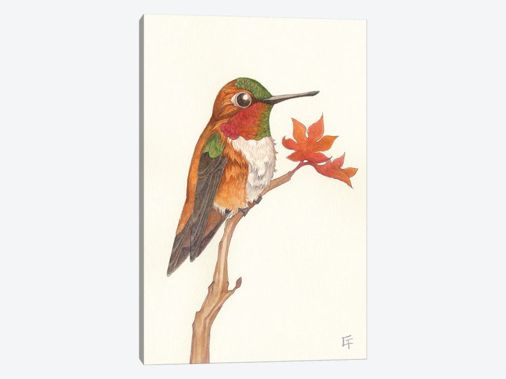 Rufous Hummingbird by Might Fly Art & Illustration 1-piece Canvas Art