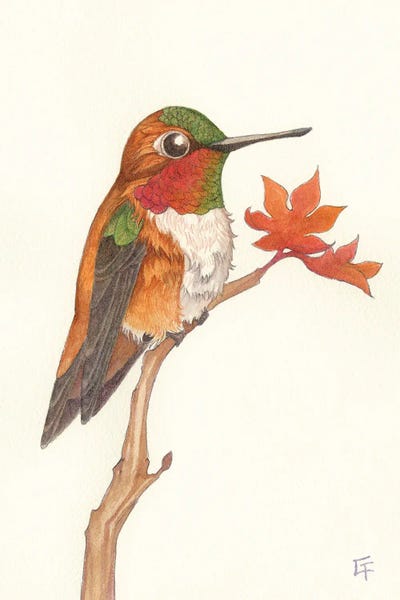 Hummingbirds: Rufous Hummingbird by Might Fly Art & Illustration