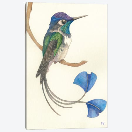 Spatuletail Hummingbird Canvas Print #FAI129} by Might Fly Art & Illustration Canvas Print