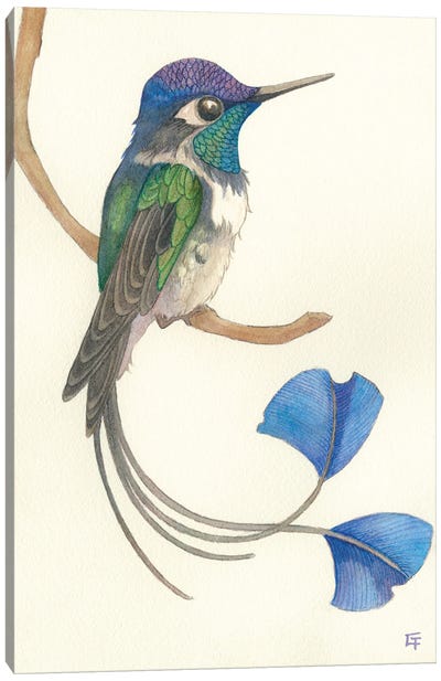 Spatuletail Hummingbird Canvas Art Print - Might Fly Art & Illustration
