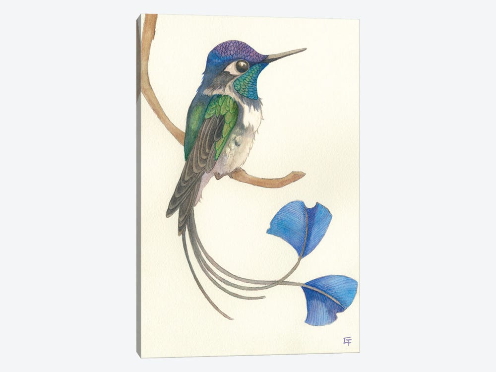 Spatuletail Hummingbird by Might Fly Art & Illustration 1-piece Canvas Print