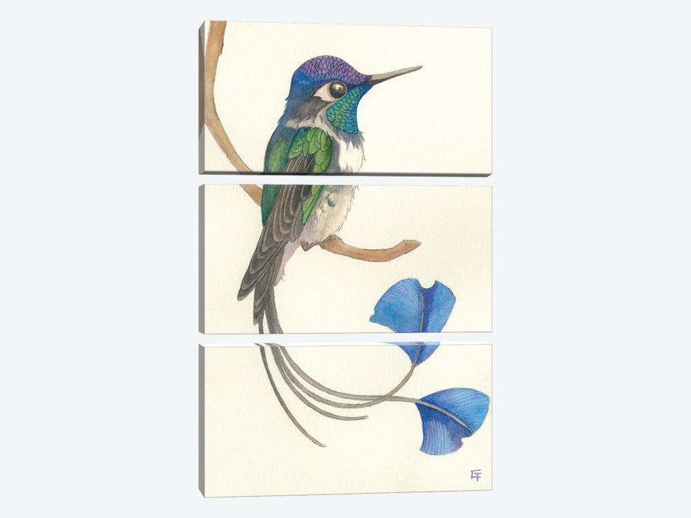Spatuletail Hummingbird by Might Fly Art & Illustration 3-piece Canvas Art Print