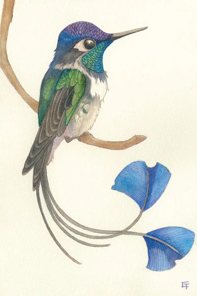 Hummingbirds: Spatuletail Hummingbird by Might Fly Art & Illustration