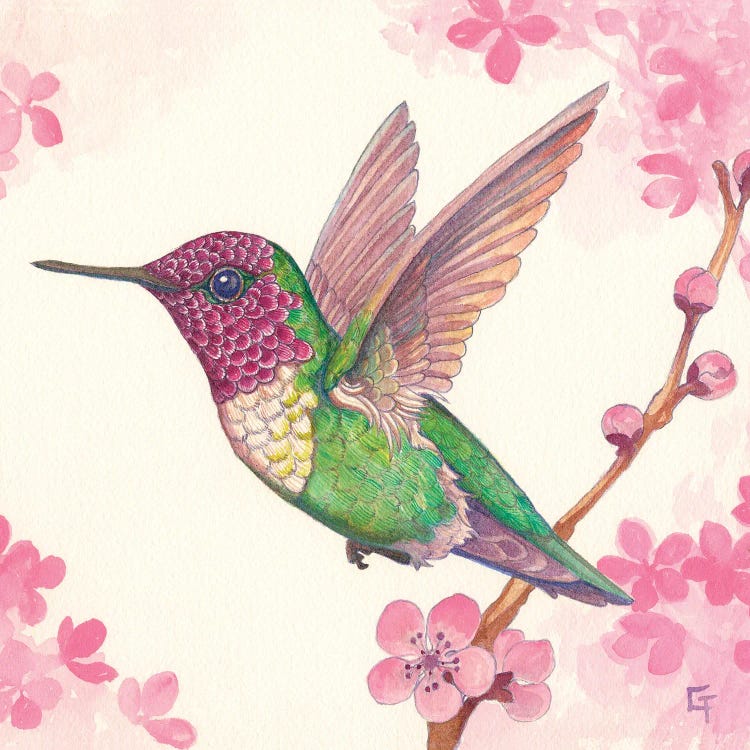 Anna's Hummingbird