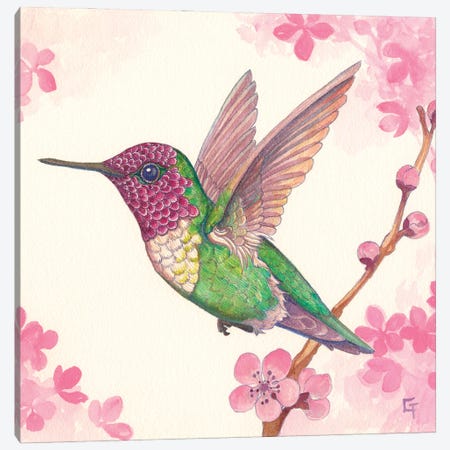 Anna's Hummingbird Canvas Print #FAI18} by Might Fly Art & Illustration Canvas Artwork