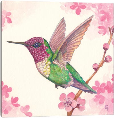 Anna's Hummingbird Canvas Art Print - Might Fly Art & Illustration