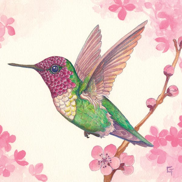 Hummingbirds: Anna's Hummingbird I by Might Fly Art & Illustration