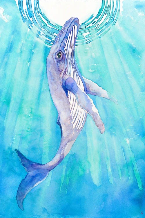 Humpback Whale by Might Fly Art & Illustration wall art