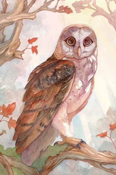 Barn Owl