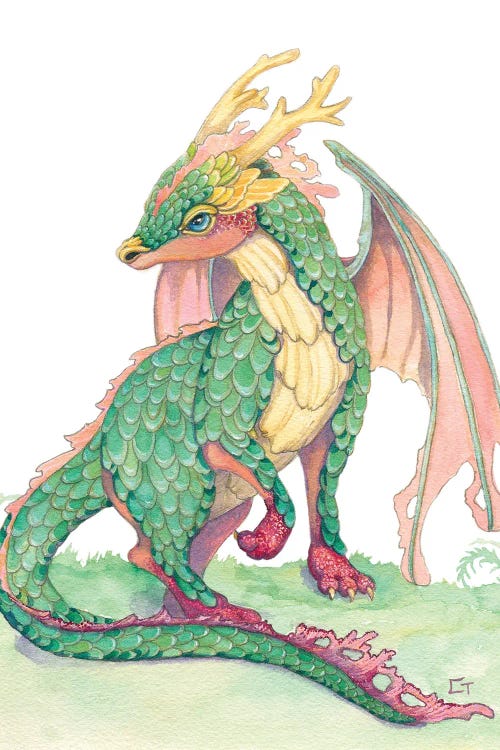 Ruby Footed Dragon