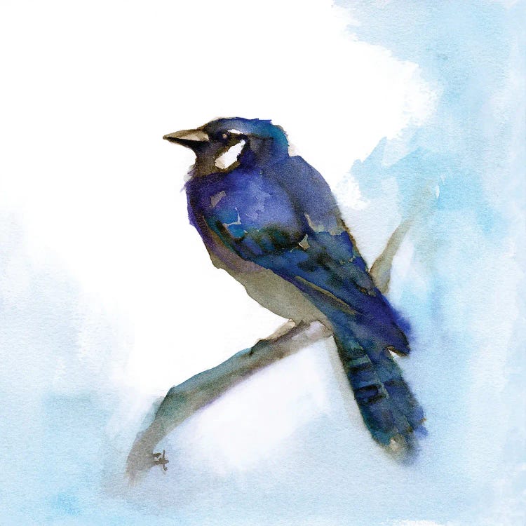 Blue Jay