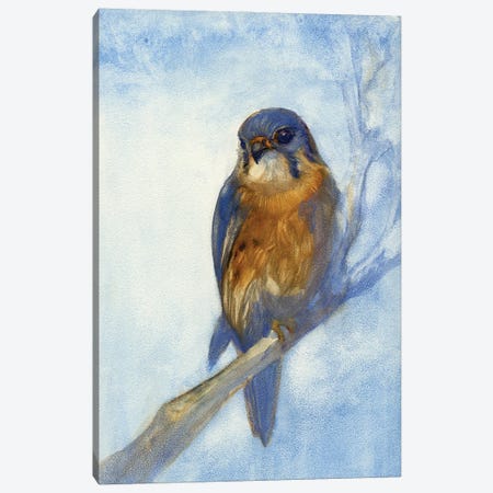 Kestrel Canvas Print #FAI54} by Might Fly Art & Illustration Canvas Print