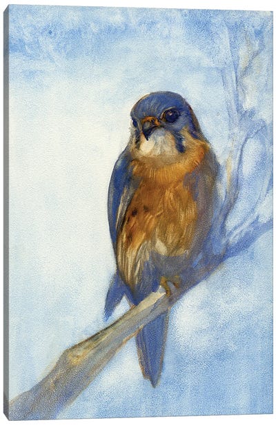 Kestrel Canvas Art Print - Rustic Winter