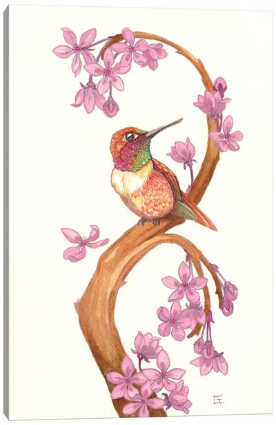 Rufous Humming Bird Canvas Art Print - Cherry Blossom Art