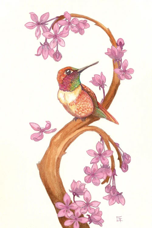 Rufous Humming Bird