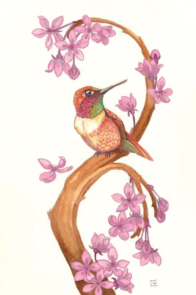 Cherry Blossoms: Rufous Humming Bird by Might Fly Art & Illustration