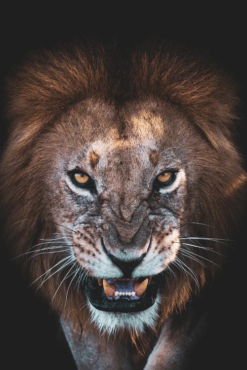 The Angry Face