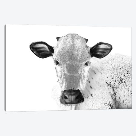 Black And White Cow Canvas Print #FAU100} by Eric Fausnacht Canvas Wall Art