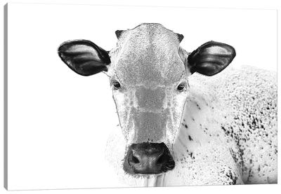 Black And White Cow Canvas Art Print - Eric Fausnacht 