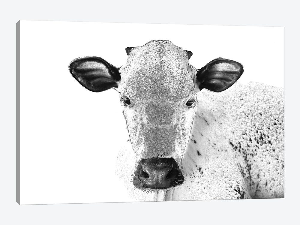 Black And White Cow by Eric Fausnacht 1-piece Canvas Art Print