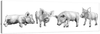 Four Piglets Black And White Canvas Art Print - Pig Art