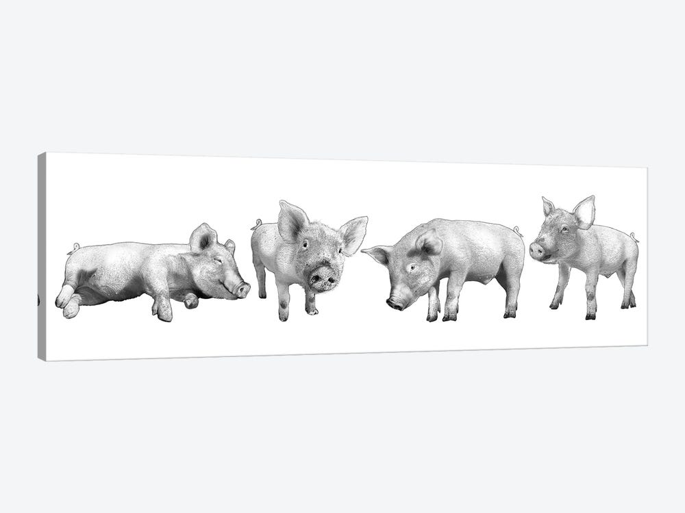 Four Piglets Black And White by Eric Fausnacht 1-piece Canvas Art Print