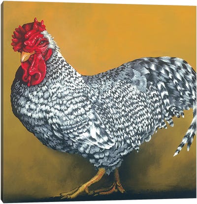 Dominique Canvas Art Print - Chicken & Rooster Art
