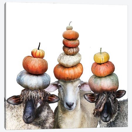 Three Sheep And Pumpkin Stacks Canvas Print #FAU177} by Eric Fausnacht Canvas Artwork