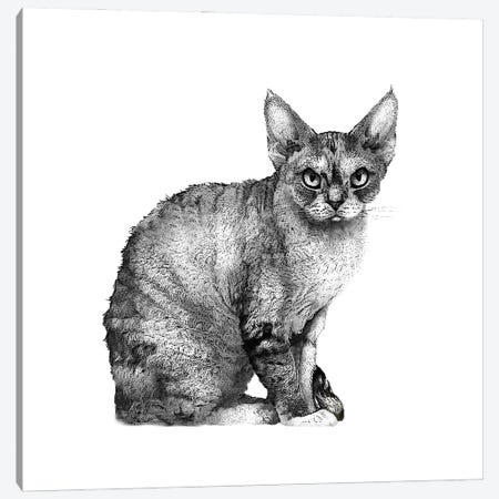 Angry Cat Canvas Print #FAU57} by Eric Fausnacht Canvas Print