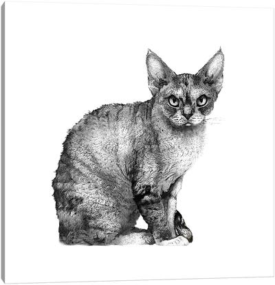 Angry Cat Canvas Art Print - Eric Fausnacht 