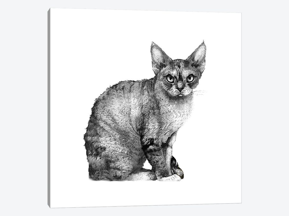 Angry Cat by Eric Fausnacht 1-piece Canvas Art Print