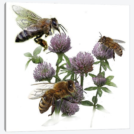 Bees And Clover Canvas Print #FAU76} by Eric Fausnacht Canvas Print
