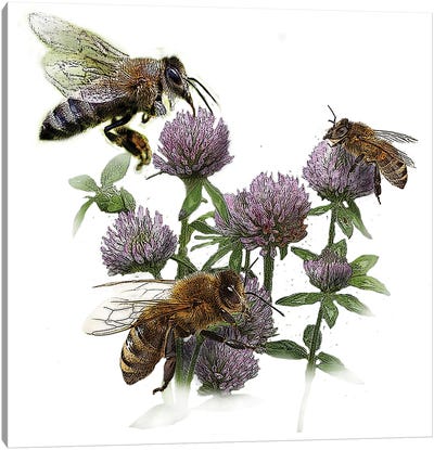 Bees And Clover Canvas Art Print - Eric Fausnacht 