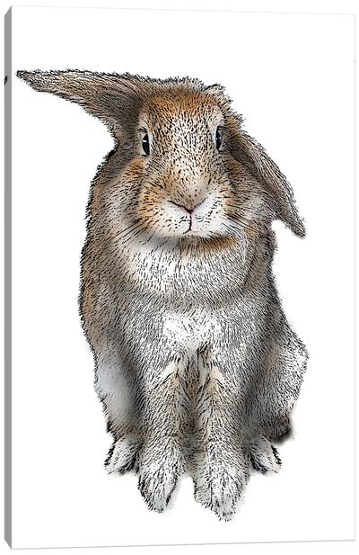 5 O'Clock Rabbit Canvas Art Print - Eric Fausnacht 