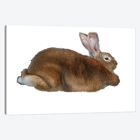 Brown Rabbit Canvas Print #FAU81} by Eric Fausnacht Canvas Art Print