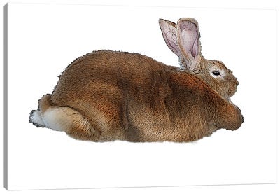 Brown Rabbit Canvas Art Print - Eric Fausnacht 