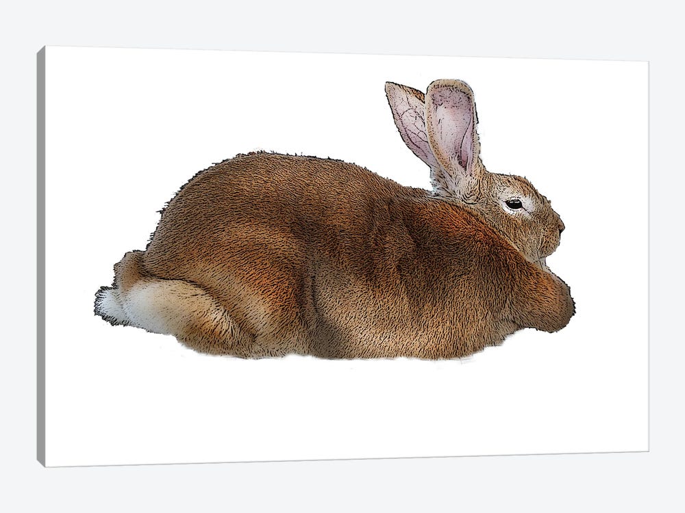Brown Rabbit 1-piece Canvas Artwork