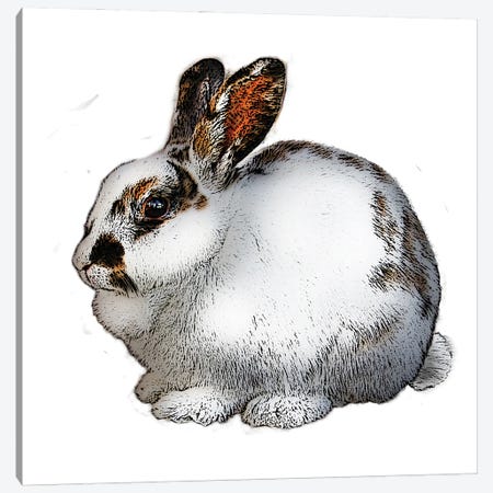 White And Black Rabbit Canvas Print #FAU82} by Eric Fausnacht Canvas Print