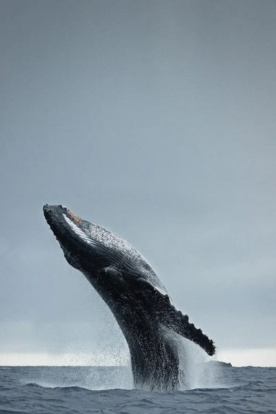 Humpback Whales: 40 Ton by Design Fabrikken