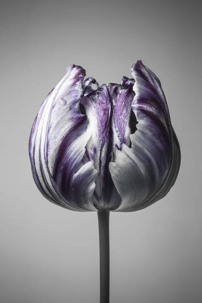 Still Life Photography: Baroque V by Design Fabrikken